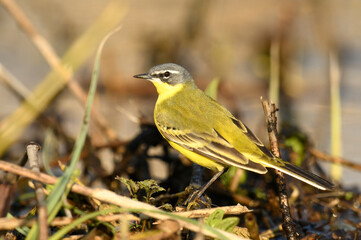 Yellow wagtail bird in rape field ( Motacilla flava )
