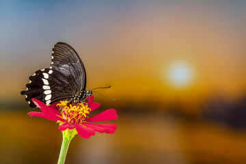 A brown butterfly perched on a red zinnia flower, has a background of autumn leaves and warm sunlight, copy space