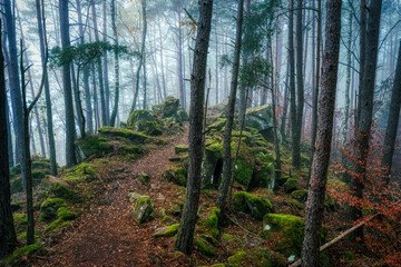 morning in the woods