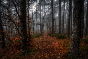 Naklejka premium autumn in the forest