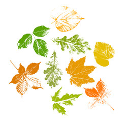 Autumn leaves set, isolated on white background. Leaves with print texture, vector illustration