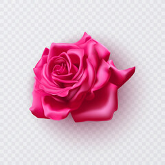 Pink rose with shadow, realistic illustration on transparent background, vector format
