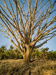 dead tree in the desert