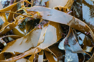 Shiny wet seaweed leaves on a sand.Close up.