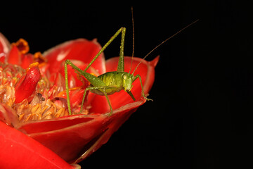 A young long-legged grasshopper is foraging in the bushes. This insect has the scientific name...