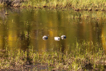 Swans seen in wild, natural environment during fall, autumn with grass reeds sticking up from water, lake. 