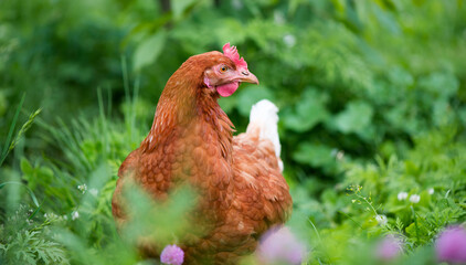 Brown young chicken in the garden walks on the grass.