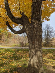 Fall Foliage in a city park