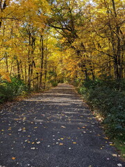 Naklejka premium Fall Foliage in a city park