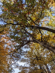 Fototapeta premium Fall Foliage in a city park