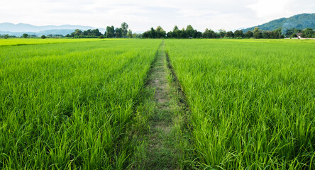 Obraz premium Young rice and pathway in fields.Rice field with pathway. Pathway in the middle of rice fields.