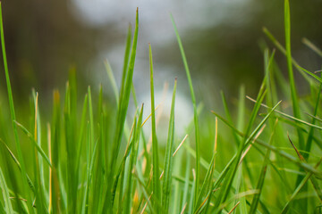 green grass in the wind