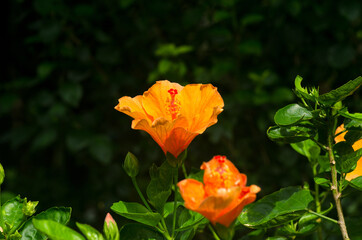 Orange velvet hibiscus flower on a background of green foliage. In the tropical garden. Macro....