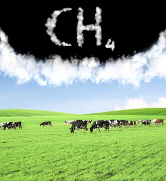 Cows Grazing On Pasture And CH4 Text From Clouds. Methane Emissions Concept From Livestock