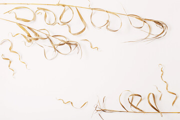 Fototapeta na wymiar dried wild plants on white background