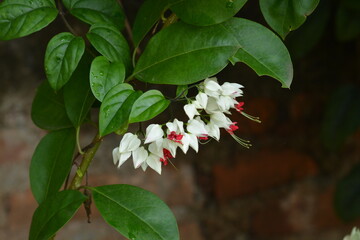 Clerodendrum thomsoniae is a species of flowering plant in the genus Clerodendrum of the family Lamiaceae, native to tropical west Africa from Cameroon west to Senegal.