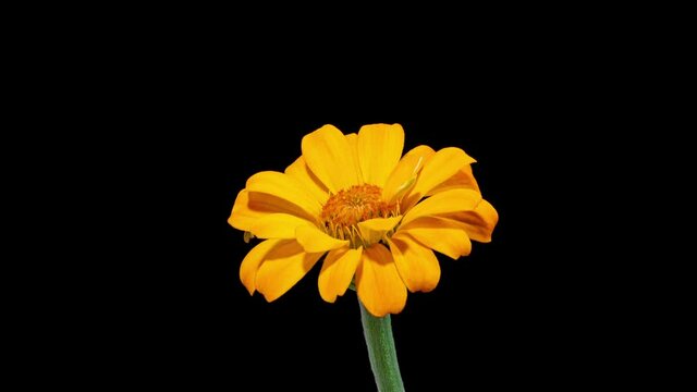 Time Lapse - Blooming Zinia Orange Flower
