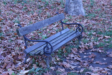 a bench in the park over which leaves had fallen from a tree