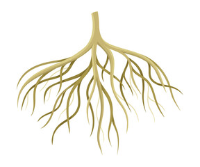 Tree rootstalk, bush or shrub root system. Botany or dendrology design element vector illustration - obrazy, fototapety, plakaty