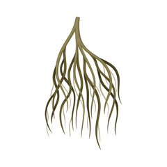 Tree rootstalk, underground stem. Botany or dendrology design element vector illustration