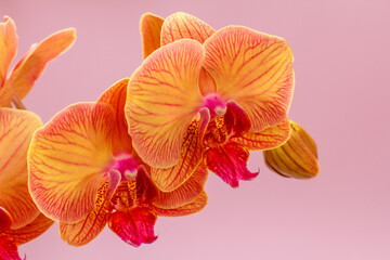 Buds of orange orchid on a pink background.