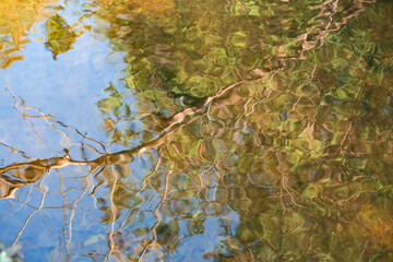 reflection of tree in water