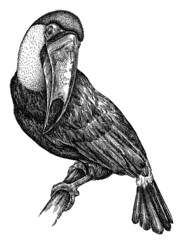black and white engrave isolated toucan illustration © Turaev