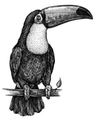 black and white engrave isolated toucan illustration © Turaev