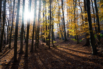  Autumnal forest and sun rays