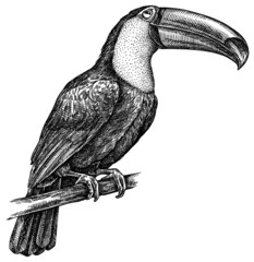 black and white engrave isolated toucan illustration © Turaev