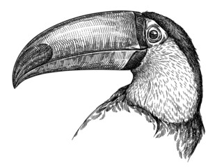 black and white engrave isolated toucan illustration © Turaev