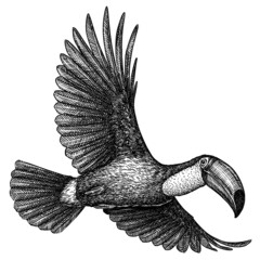 black and white engrave isolated toucan illustration - obrazy, fototapety, plakaty