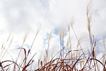 Fototapeta premium 한국공원의갈대꽃입니다