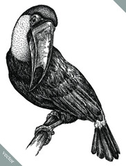 black and white engrave isolated toucan illustration © Turaev