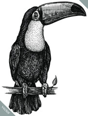 black and white engrave isolated toucan illustration © Turaev