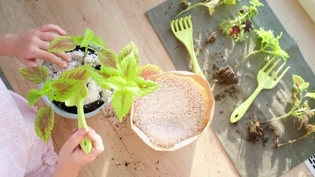 The process of transplanting a flower of Coleus, hands with a scoop putting the perlite granules in a pot. Houseplant transplant concept. Gardening. Top view. Houseplant transplant concept. Gardening