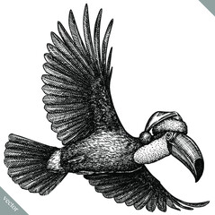 black and white engrave isolated toucan illustration © Turaev