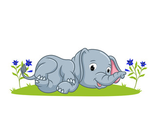 The elephant is laying down on the grass