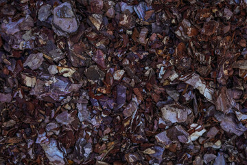 Dry autumn oak leaf on wet bark of a tree background