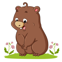 The wombat is sitting on the grass