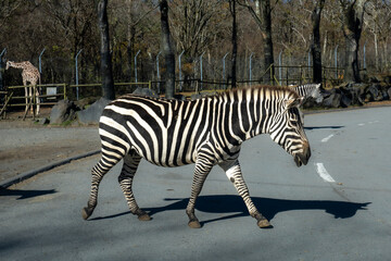 シマウマ　ZEBRA