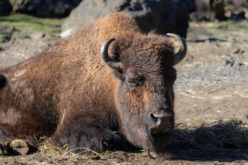 Fototapeta premium 眠るアメリカンバイソン Sleeping AMERICAN BISON