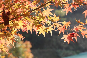 紅葉と日本の秋　写真素材　 紅葉（モミジ）モミジの紅葉　紅　葉　秋イメージ