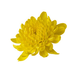 Isolated on white background yellow chrysanthemum flower