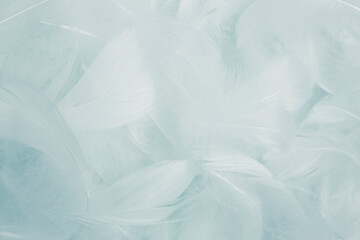 Fototapeta premium Soft White Fluffly Featehrs Texture Background.