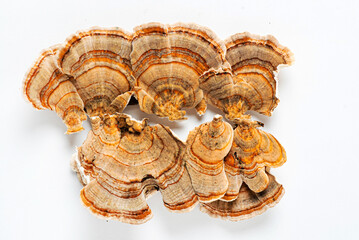 Trametes versicolor is a polypore mushroom, commonly known as turkey's tail. Isolated on white background.