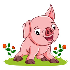 The baby pig is giving the happy expression