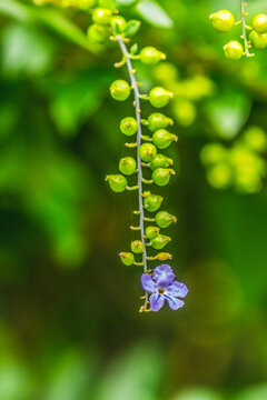 Blue Golden Dew Drop Skyflower Flower Moorea Tahiti