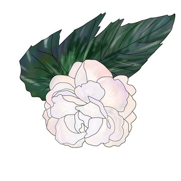 white flower green leaves botanical art clip art preview