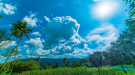 Fototapeta premium landscape with trees and clouds